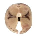 Rueda de pescado Emperador 1 kg / 2.2 lb