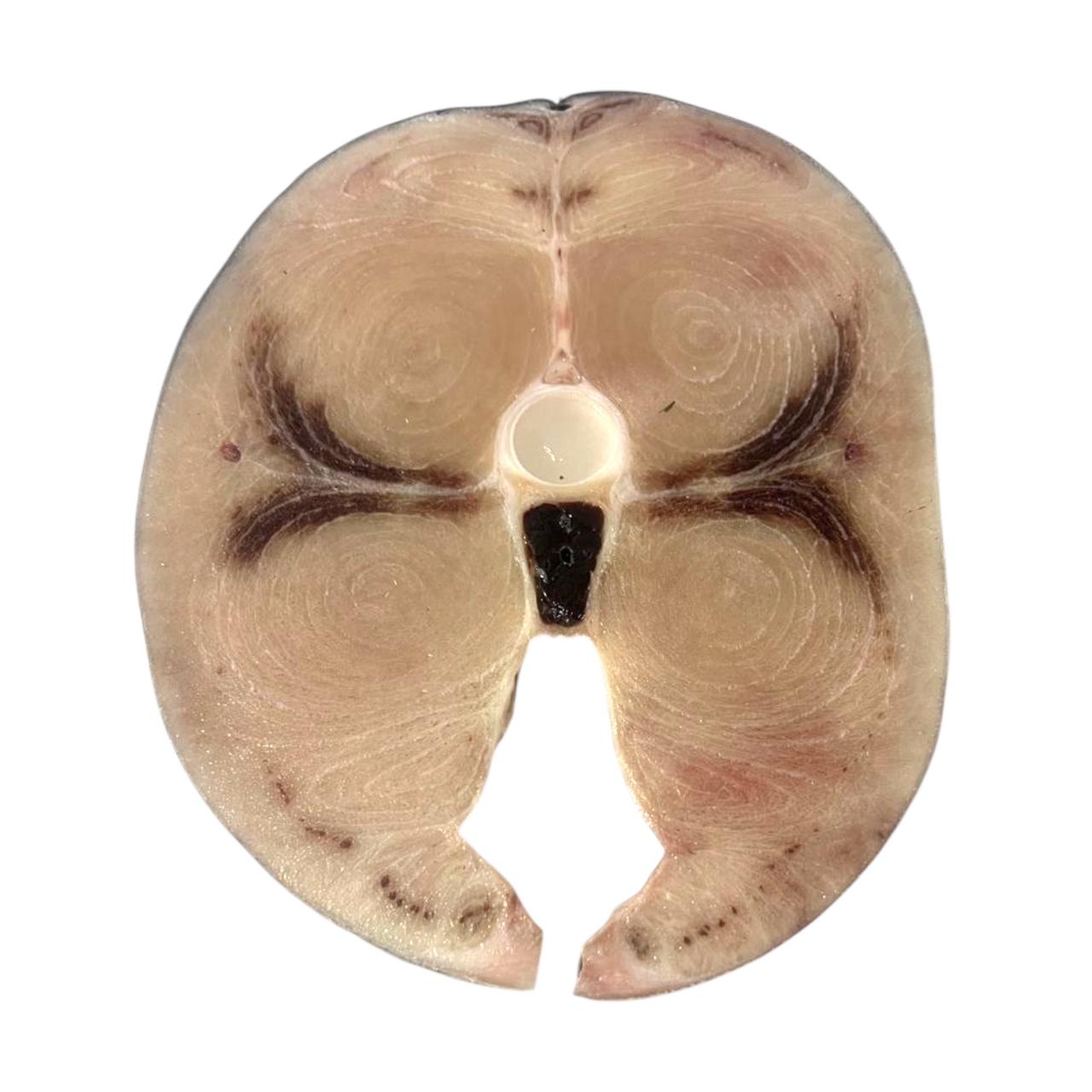 Imagen de WhatsApp 2025-11-21 a las 22.59.38_a527c7c8 Rueda de pescado Emperador 1 kg / 2.2 lb - Imagen 1